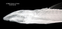 Loricaria filamentosa seminuda FMNH 55113 1 synt lath x